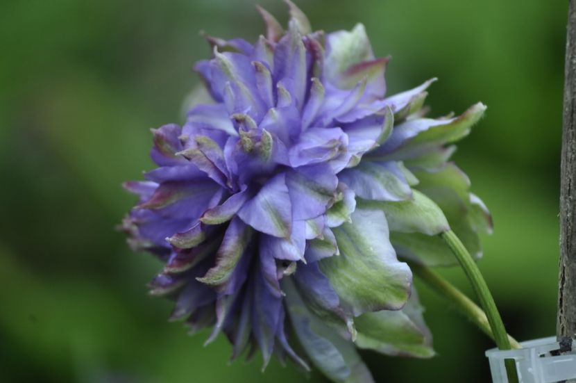 _DSC0164 - VARA 2021