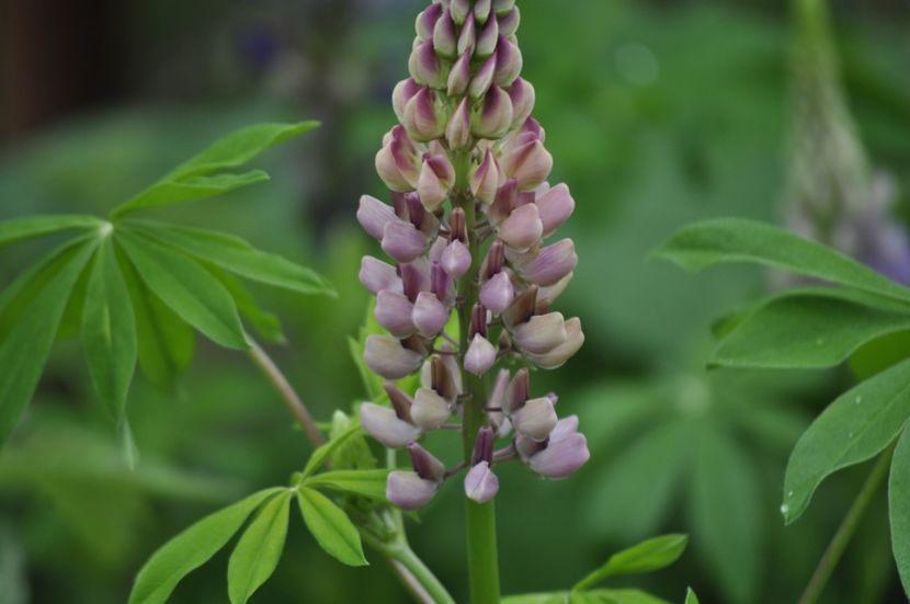 _DSC0168 - VARA 2021