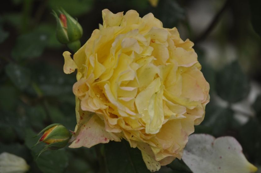 _DSC0173 - VARA 2021