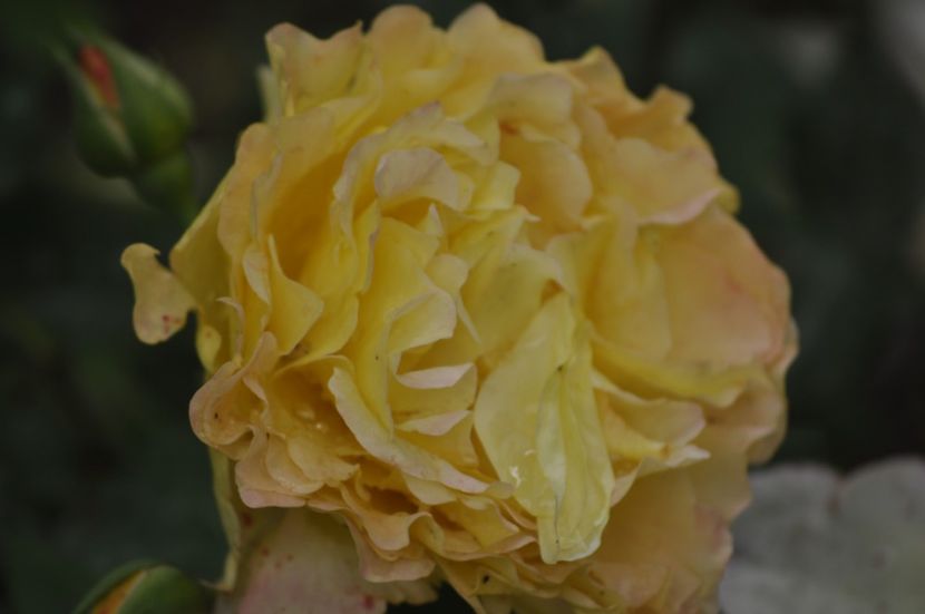 _DSC0174 - VARA 2021