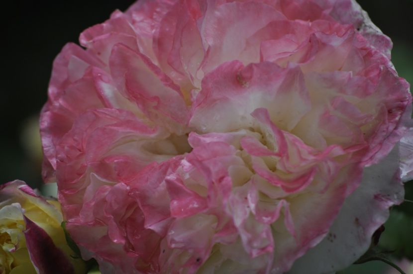 _DSC0182 - VARA 2021