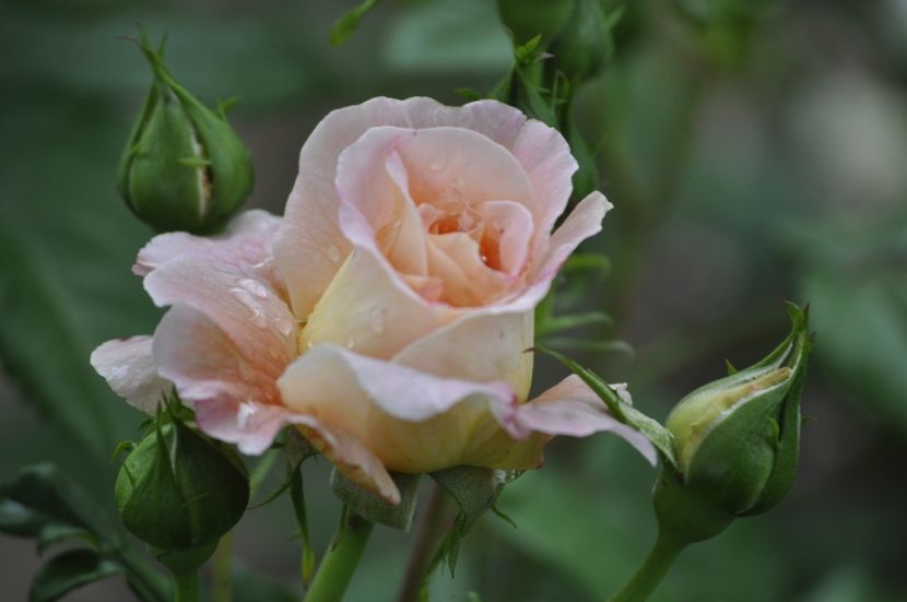 _DSC0183 - VARA 2021