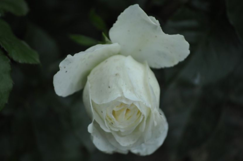 _DSC0184 - VARA 2021