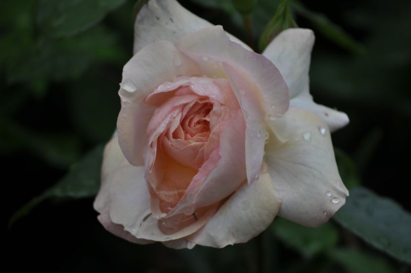 _DSC0185 - VARA 2021