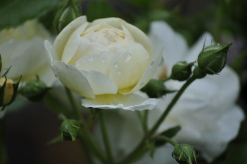 _DSC0190 - VARA 2021