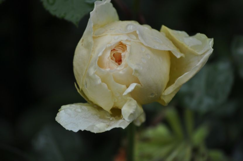 _DSC0192 - VARA 2021