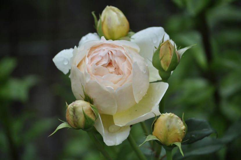 _DSC0193 - VARA 2021