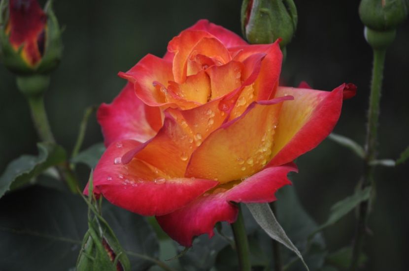 _DSC0196 - VARA 2021