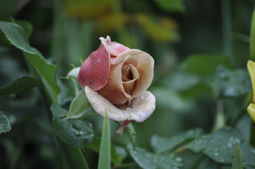 _DSC0201 - VARA 2021