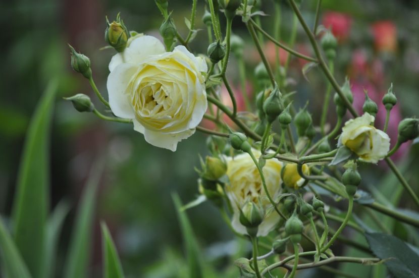 _DSC0203 - VARA 2021