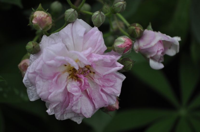 _DSC0209 - VARA 2021