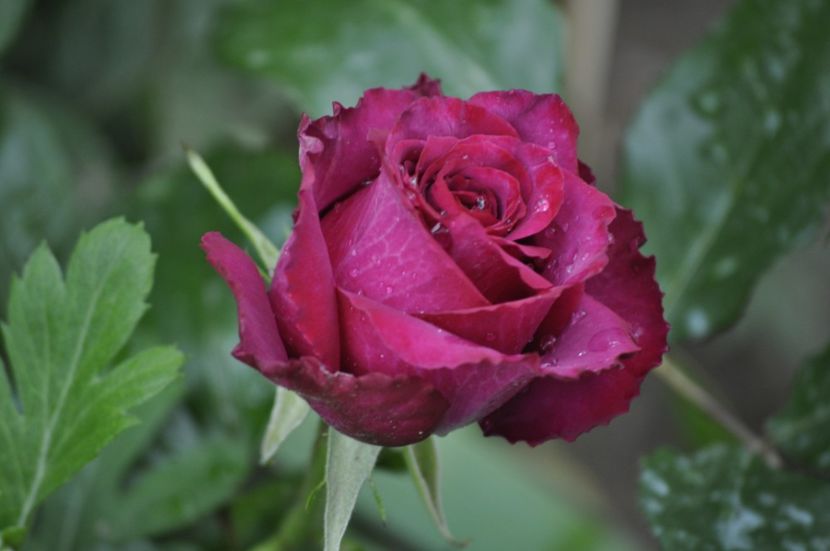_DSC0214 - VARA 2021