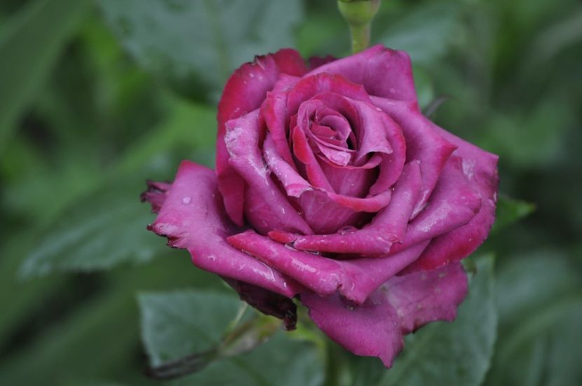 _DSC0217 - VARA 2021