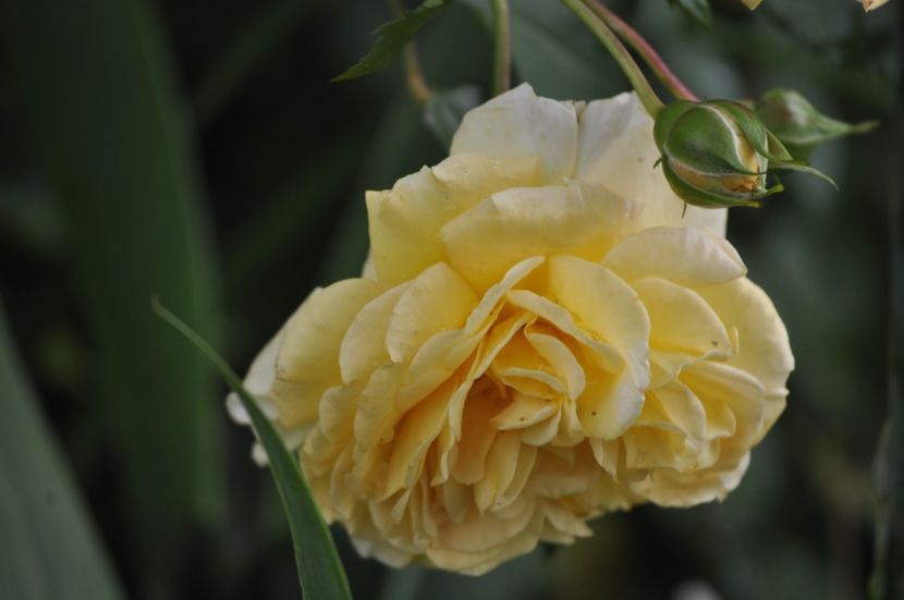 _DSC0222 - VARA 2021