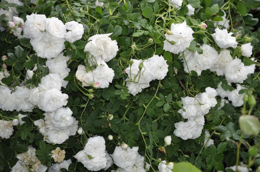 _DSC0223 - VARA 2021