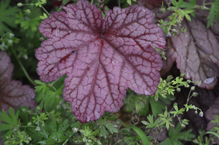 _DSC0226 - VARA 2021