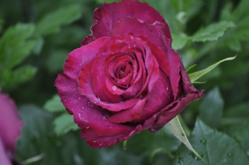 _DSC0227 - VARA 2021