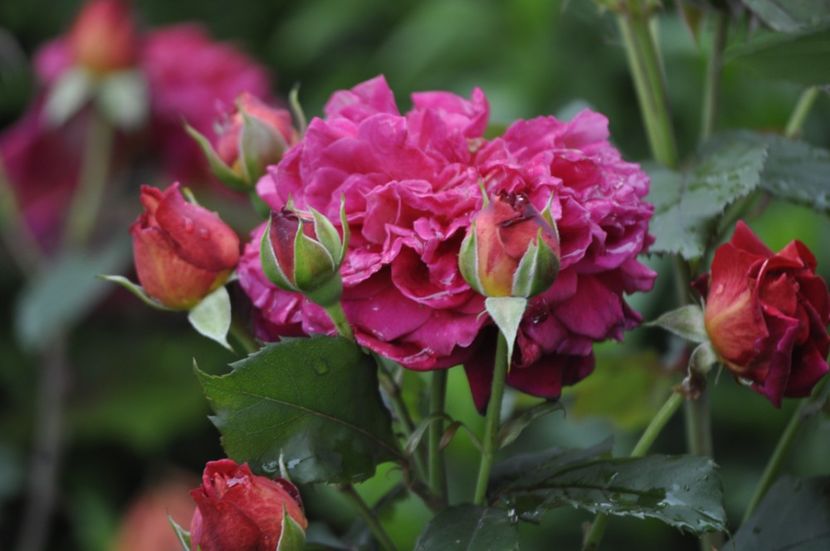 _DSC0228 - VARA 2021