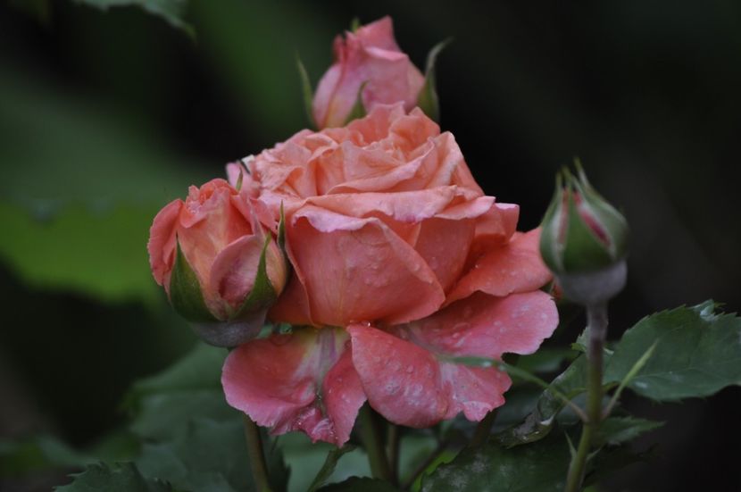 _DSC0230 - VARA 2021