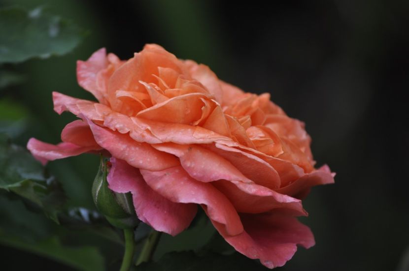 _DSC0231 - VARA 2021