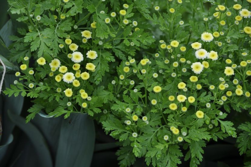 _DSC0234 - VARA 2021