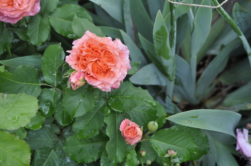 _DSC0235 - VARA 2021