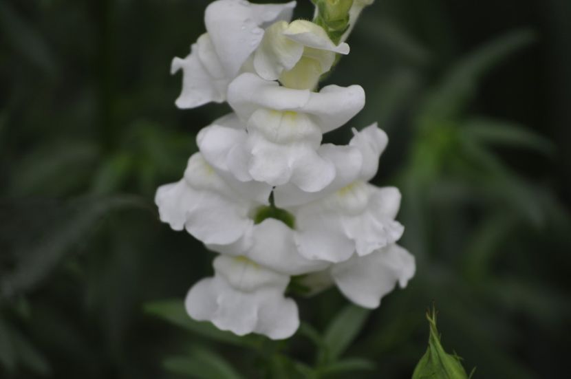 _DSC0240 - VARA 2021