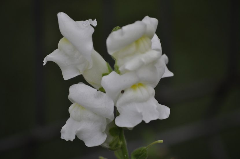 _DSC0241 - VARA 2021