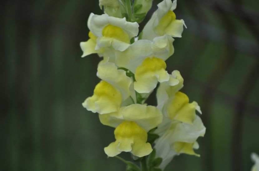 _DSC0244 - VARA 2021
