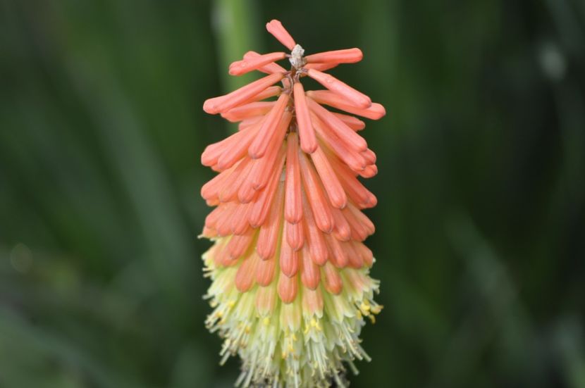 _DSC0245 - VARA 2021