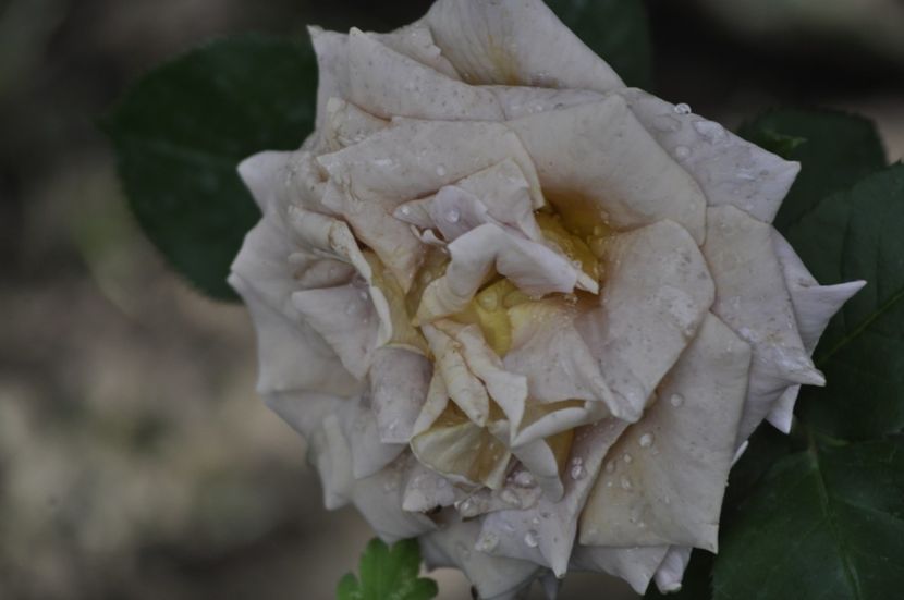 _DSC0250 - VARA 2021