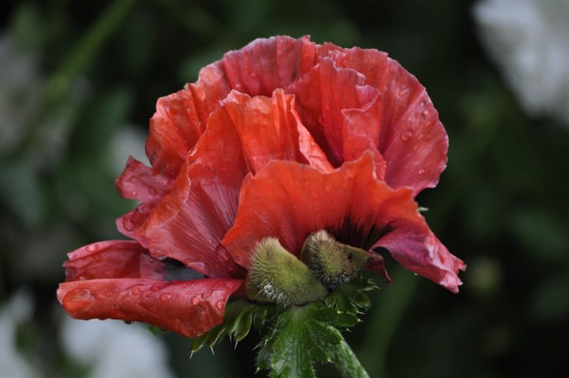 _DSC0255 - VARA 2021