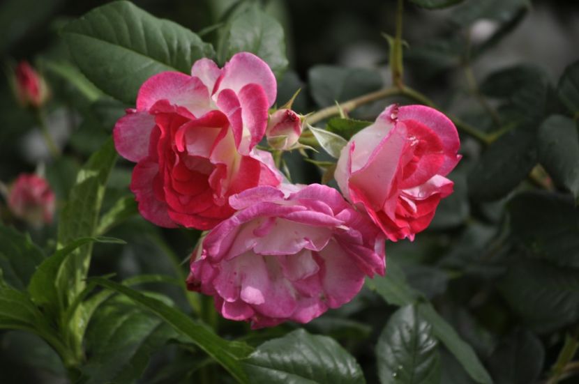 _DSC0267 - VARA 2021