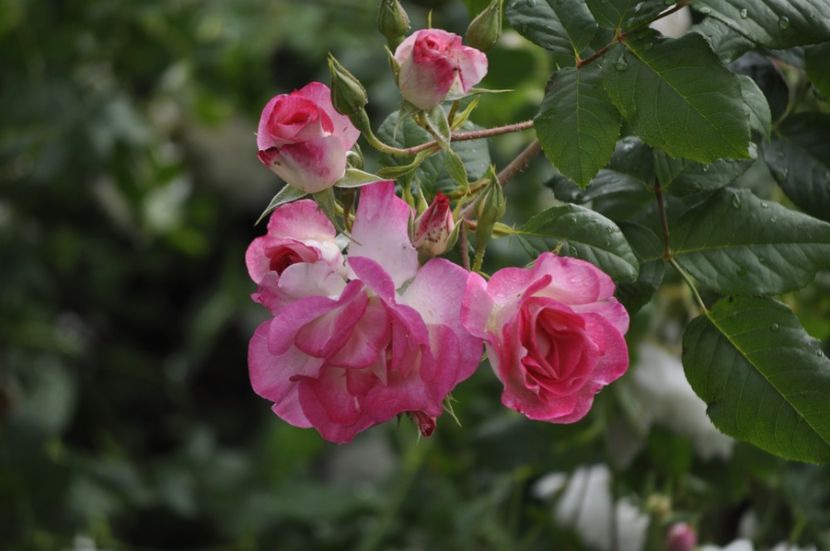 _DSC0268 - VARA 2021