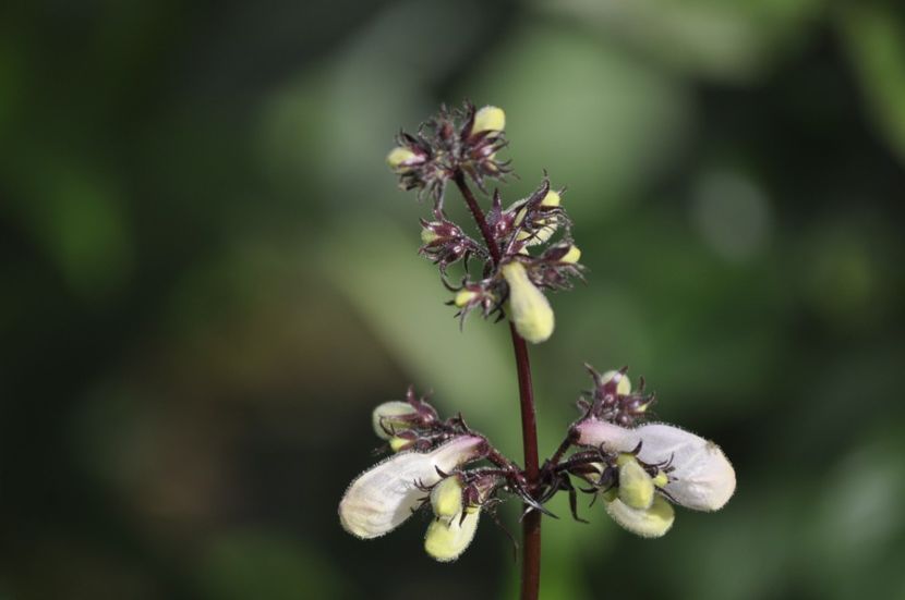 _DSC0271 - VARA 2021