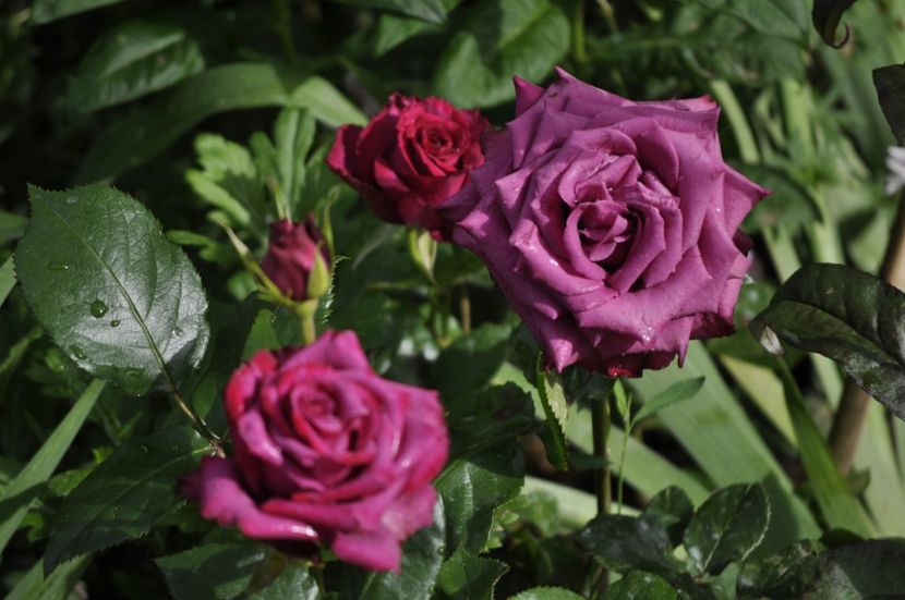 _DSC0272 - VARA 2021