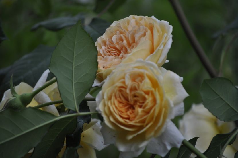 _DSC0281 - VARA 2021