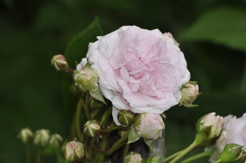 _DSC0284 - VARA 2021