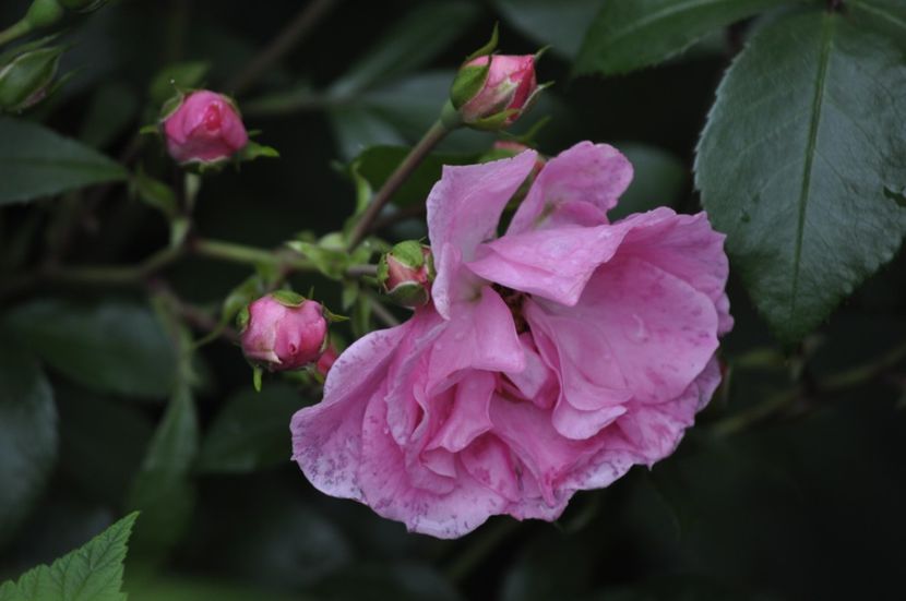 _DSC0285 - VARA 2021