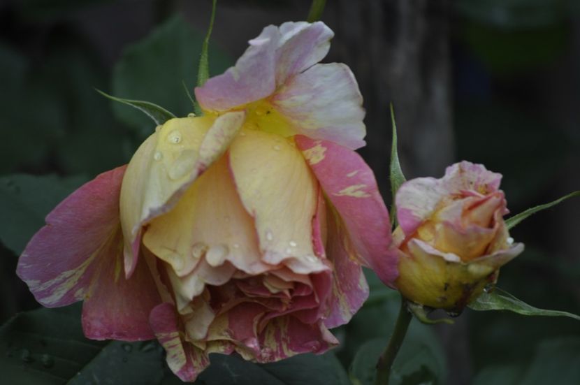 _DSC0287 - VARA 2021