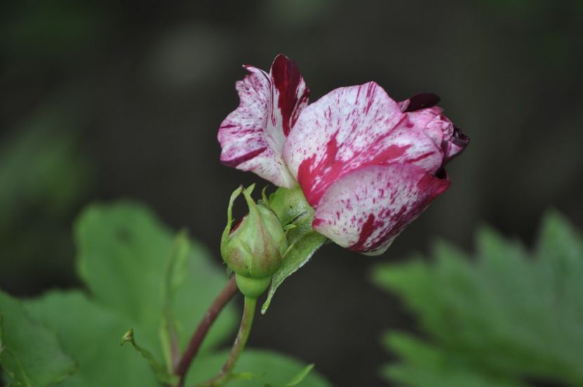 _DSC0288 - VARA 2021