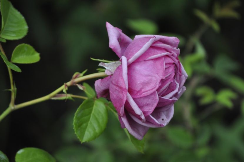 _DSC0289 - VARA 2021