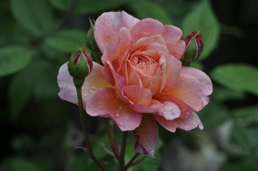 _DSC0290 - VARA 2021