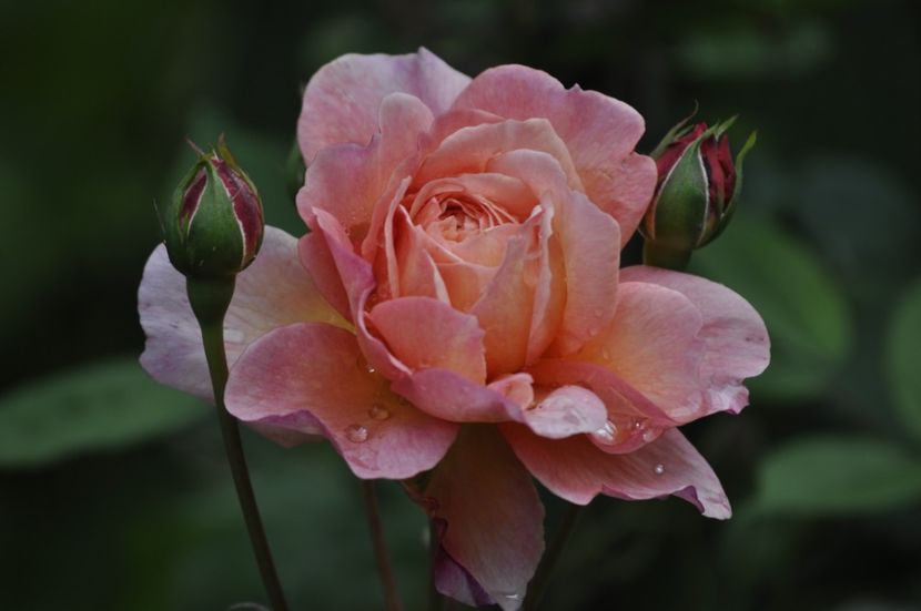 _DSC0291 - VARA 2021