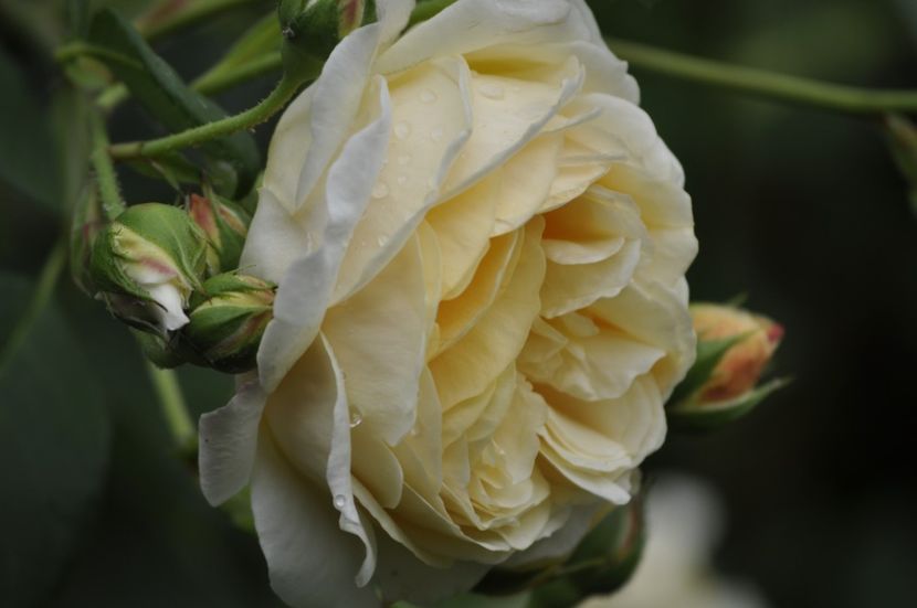 _DSC0298 - VARA 2021