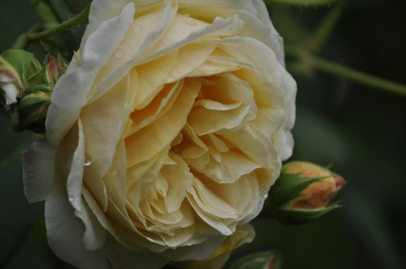 _DSC0299 - VARA 2021