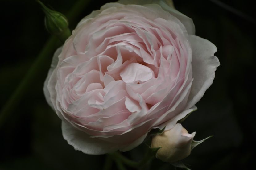 _DSC0300 - VARA 2021