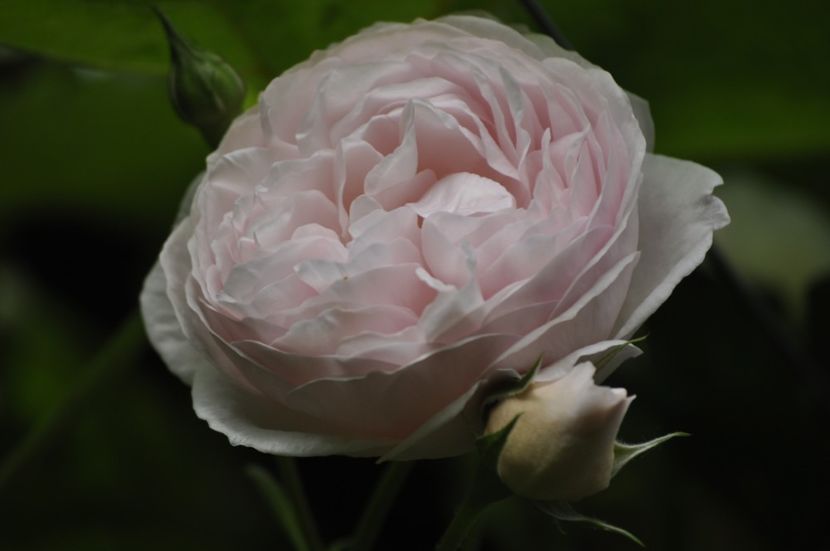 _DSC0301 - VARA 2021