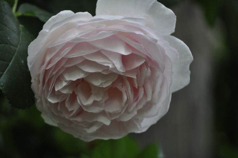 _DSC0302 - VARA 2021