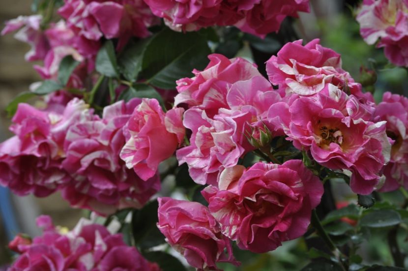 _DSC0303 - VARA 2021